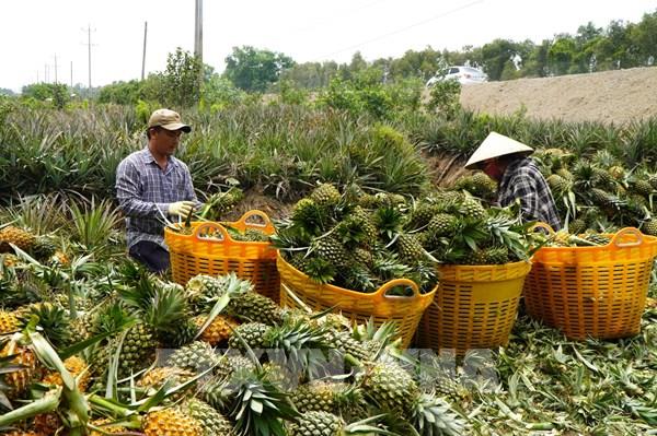 Chùm ảnh: Thu hoạch dứa tại vùng nông sản chủ lực Đồng Tháp