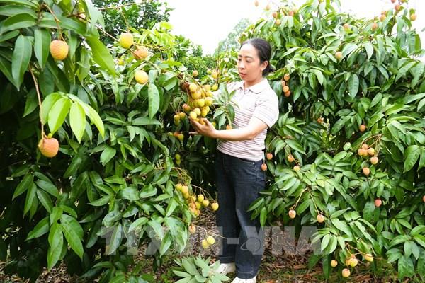Giữ thương hiệu vải thiều bằng chất lượng và xuất khẩu chuyên nghiệp