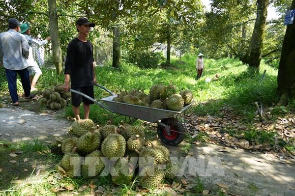Nâng chất lượng mã số vùng trồng: Từ “cấp cho đủ” sang quản lý bền vững