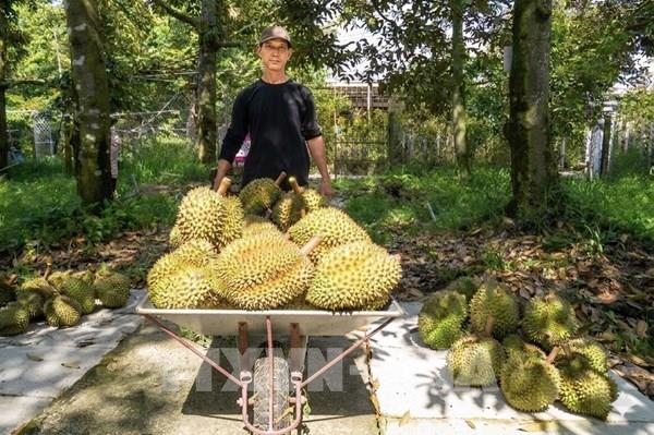 Gỡ "nút thắt" kiểm nghiệm, giá sầu riêng Đồng Tháp bật tăng trở lại
