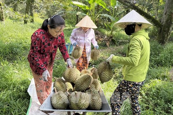 Đồng Tháp giữ tấm vé xuất khẩu từ mã số vùng trồng