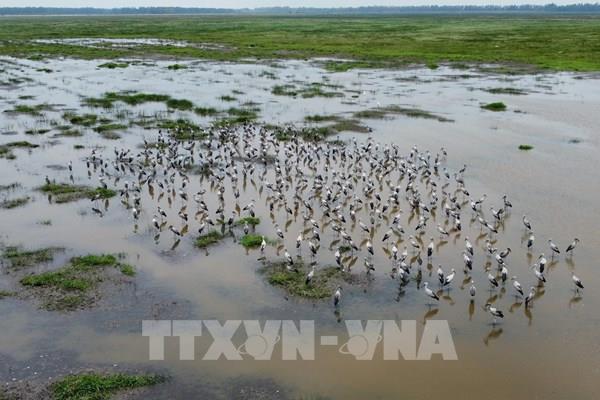 Hệ sinh thái đất ngập nước hơn 8.000ha tại Đồng Tháp