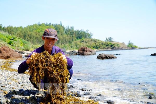 Quảng Ngãi ngăn chặn nạn khai thác rong mơ trái vụ
