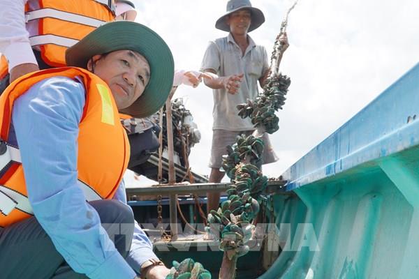 Vẹm xanh miền Tây: Khi lộc biển hồi sinh những bờ bãi ngập mặn