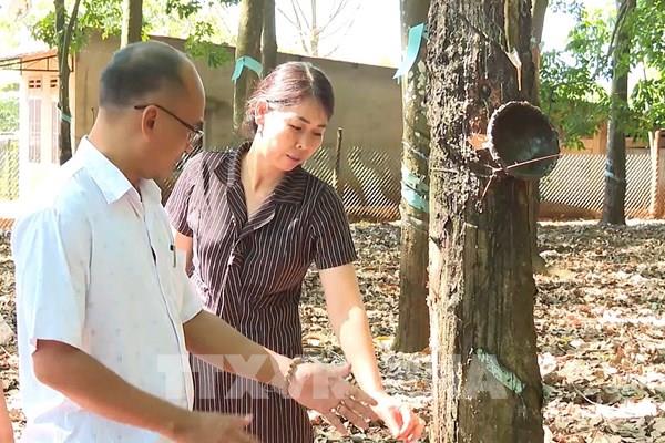 Vốn vay ưu đãi mở cơ hội thoát nghèo cho nông dân vùng biên