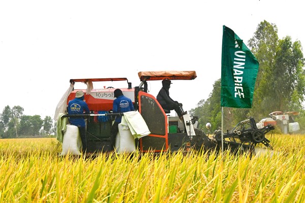 Xây dựng thương hiệu “Gạo Việt xanh phát thải thấp”