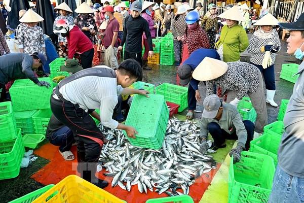 Lâm Đồng kỳ vọng bội thu vụ cá Nam