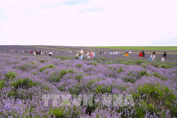 Chiêm ngưỡng cánh đồng hoa oải hương (lavender) ở nước Anh