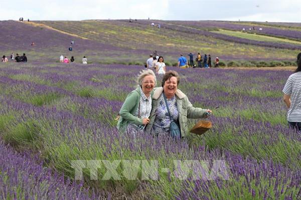 Mùa hoa oải hương (lavender) ở nước Anh