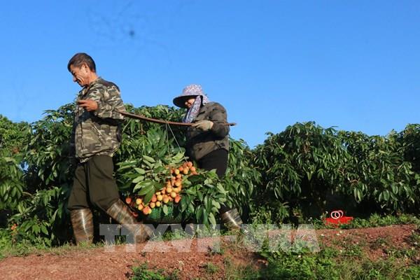 Nông dân "chạy đua" với nắng thu hoạch vải sớm