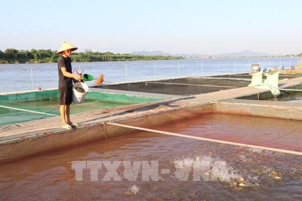 Hải Phòng tăng biện pháp chống nóng bảo vệ sản xuất nông nghiệp