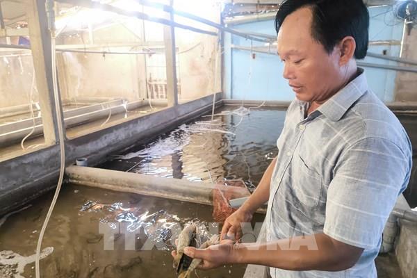 Hướng chuyển đổi nâng giá trị cho tôm càng xanh