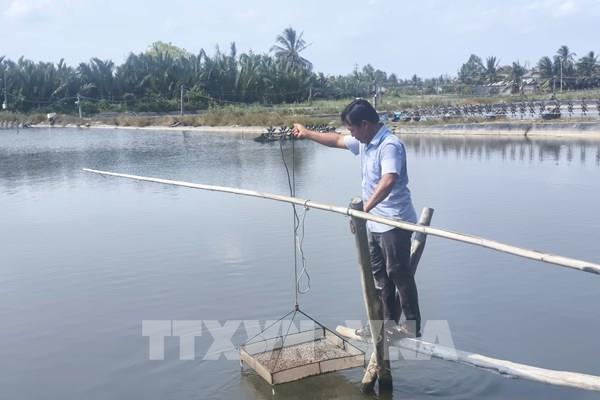 Nuôi tôm hữu cơ mở hướng phát triển vùng U Minh Thượng