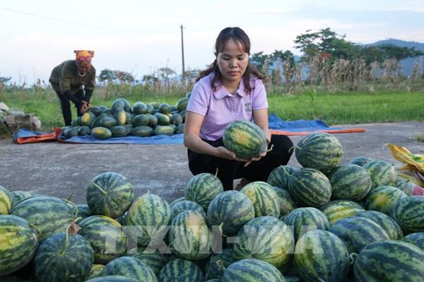 Dưa hấu Nghệ An “thoát cảnh giải cứu”, mở đường vào chế biến sâu
