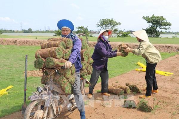 Cỏ Nhật giúp nông dân Nam Hồng thu lãi tới 300 triệu đồng/ha