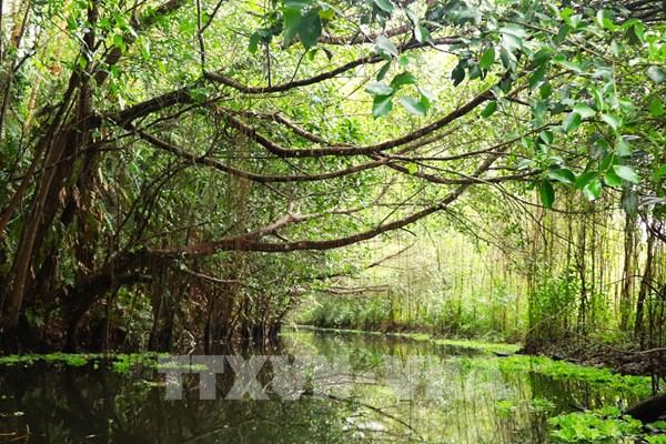Cận cảnh cánh rừng tràm cổ thụ đẹp như tranh vẽ ở miền Tây