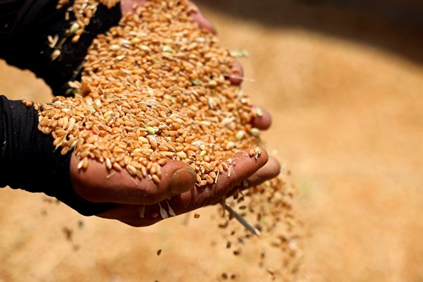 Chiến lược an ninh lương thực trong bối cảnh xung đột - Áp lực đổi mới tư duy