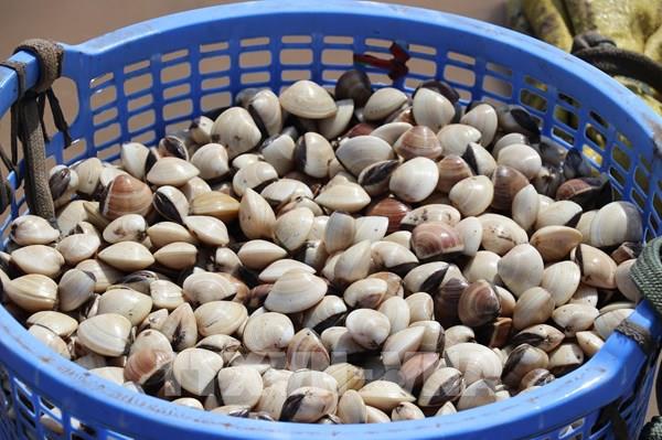 Ngao, tôm mang về tiền tỷ cho vùng biển Đồng Tháp