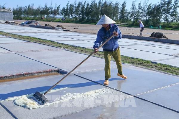 Giá muối đầu vụ tăng, diêm dân thêm động lực bám nghề