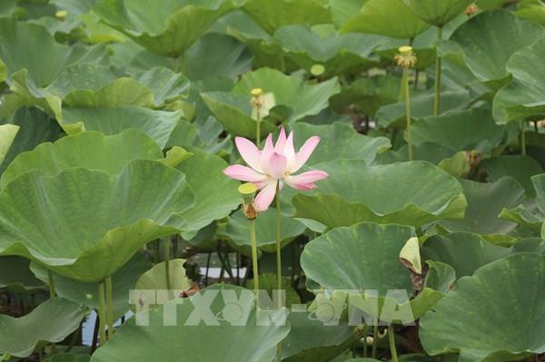 Rực rỡ sắc sen mùa Hạ