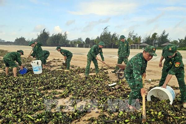 Lục bình và rác thải đại dương phủ kín bãi biển Hồ Tràm