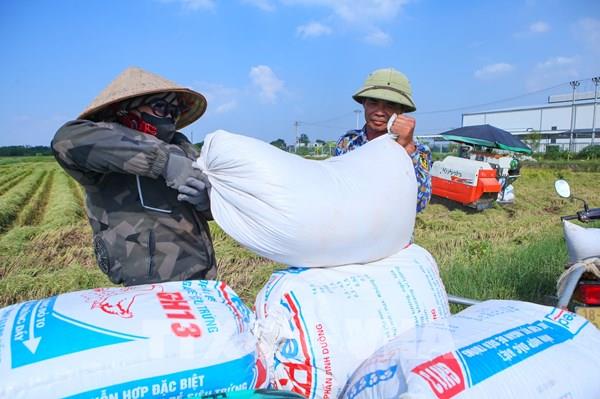 Mùa vàng trên những cánh đồng liên kết tại Ninh Bình