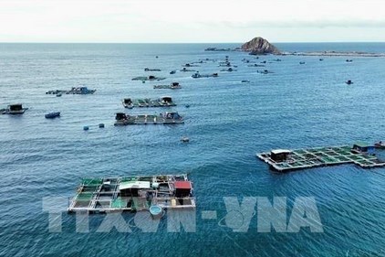 Ngành tôm trước áp lực chất lượng giống và bài toán tăng trưởng