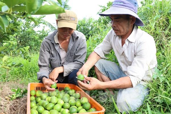 Vĩnh Long thay đổi tư duy sản xuất từ mã số vùng trồng