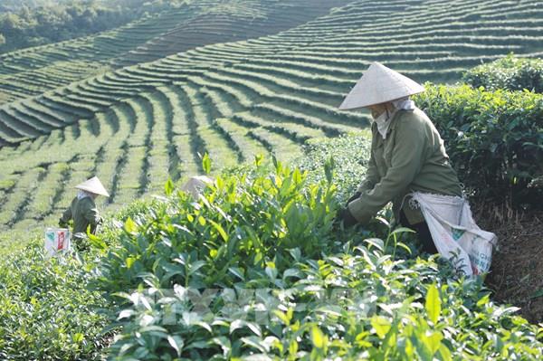 Xây dựng thương hiệu nông sản từ những mô hình kinh tế tập thể