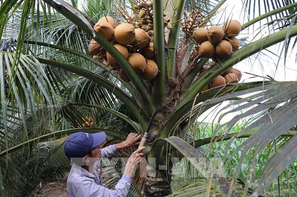 Khi quả dừa Đồng Tháp có "hộ chiếu hữu cơ" để bước ra thế giới