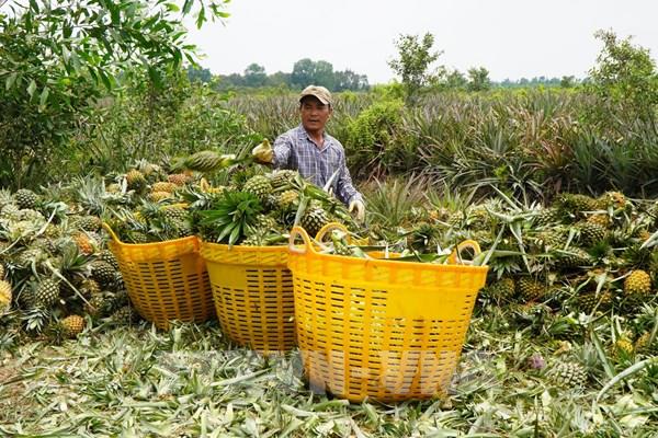 Giá dứa bốc hơi 50%: Nông dân Đồng Tháp Mười ngậm ngùi hòa vốn