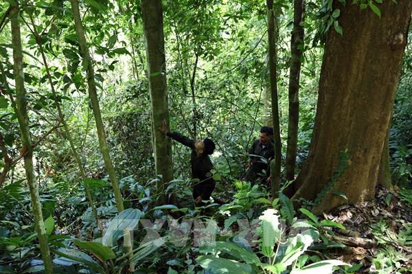 Khoảng trống trong quản lý rừng phòng hộ - Bài 1: Nhiều diện tích rừng chưa được bàn giao ngoài thực địa