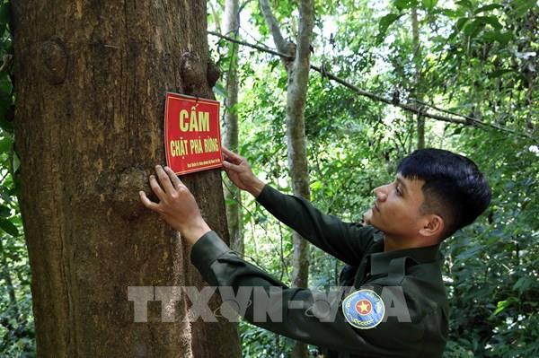 Khoảng trống trong quản lý rừng phòng hộ - Bài cuối: Sớm rà soát lại quỹ đất, phát triển kinh tế dưới tán rừng