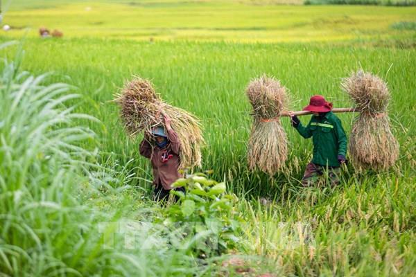 Mùa thu hoạch lúa ở xã Yên Châu