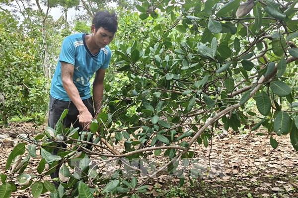 Tạo sinh kế bền vững để chặn đứng nguy cơ tái nghèo