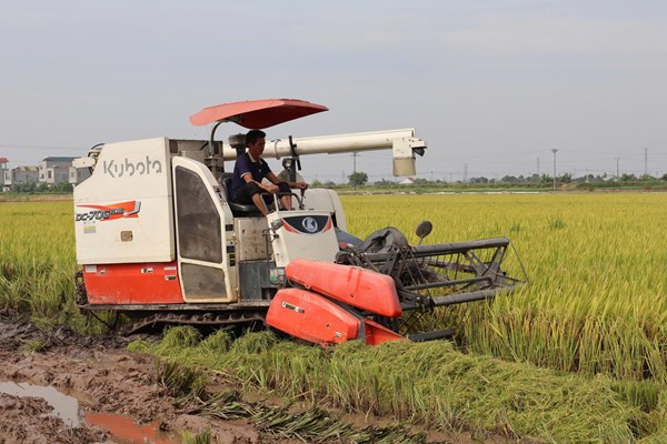 Canh tác lúa phát thải thấp: Mở hướng đi mới cho Đồng bằng sông Hồng