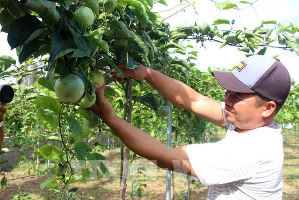 Hướng mới chuyển đổi cây trồng hiệu quả trên đất thanh long già cỗi