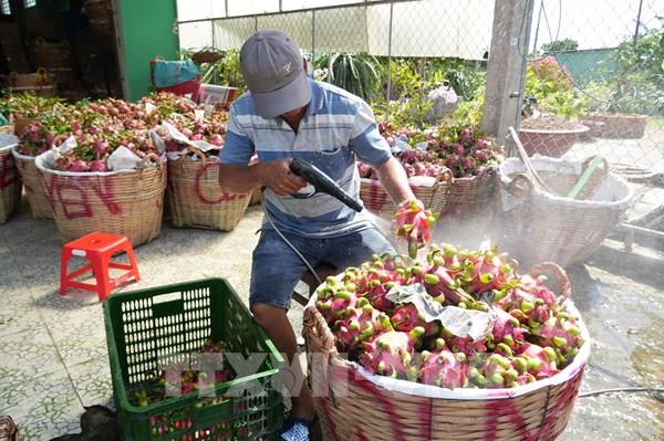 Thanh long Đồng Tháp chạm đáy 8.000 đồng, nhà vườn lo lỗ nặng