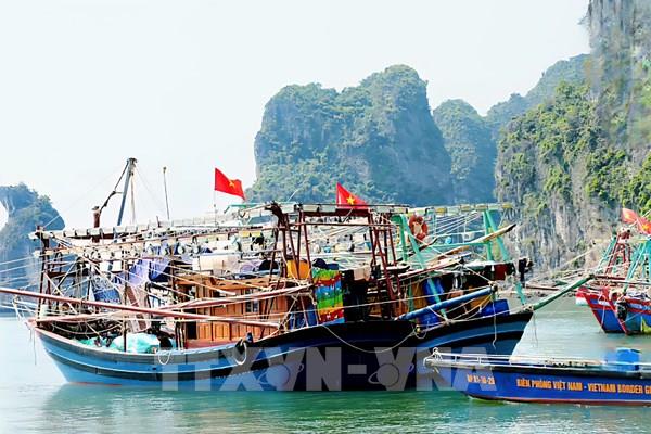 Công khai 35 điểm neo đậu tàu thuyền trên vịnh Hạ Long và Bái Tử Long