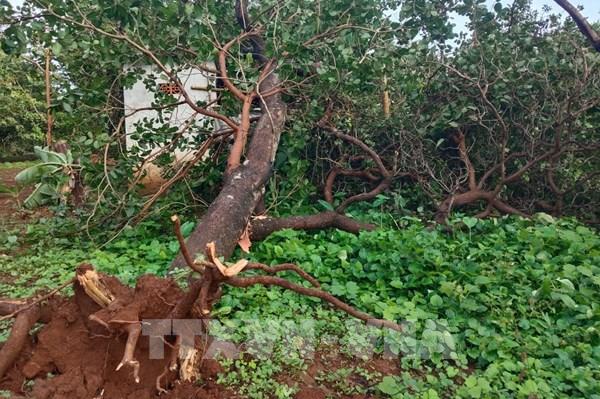 Lốc xoáy ở Đồng Nai gây thiệt hại nặng, nhiều vườn điều mất trắng