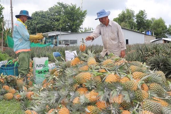 Vực dậy vùng đất phèn Đồng Tháp Mười từ những chuỗi giá trị xanh