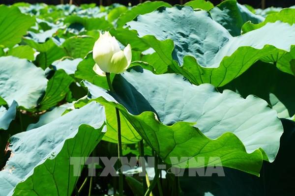 Mùa sen trắng bung nở tinh khôi trên đất Cố đô Huế