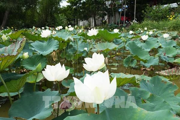 Tháng Sáu – mùa sen trắng chính vụ ở Cố đô Huế