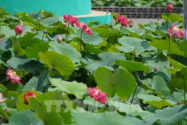 Nhiều giải pháp đưa sản phẩm từ sen đến với người tiêu dùng