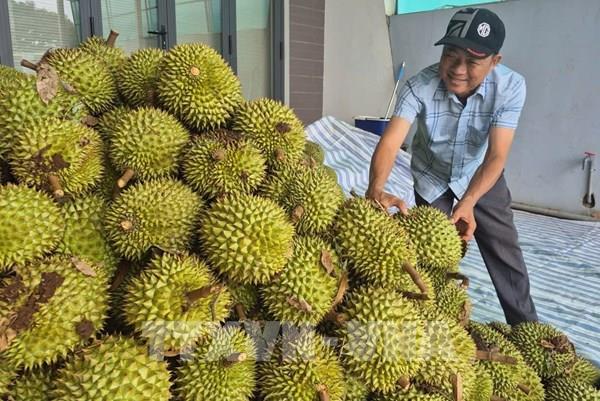 Sôi động "chợ" sầu riêng Nghĩa Trung: Cơ hội lớn đi cùng thách thức quản lý