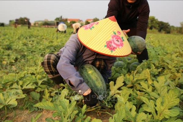 Lào Cai phát triển OCOP xanh, đưa đặc sản vùng cao lên nền tảng số