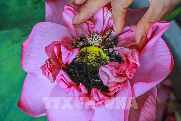 Tinh hoa nghề ướp trà sen Quảng An