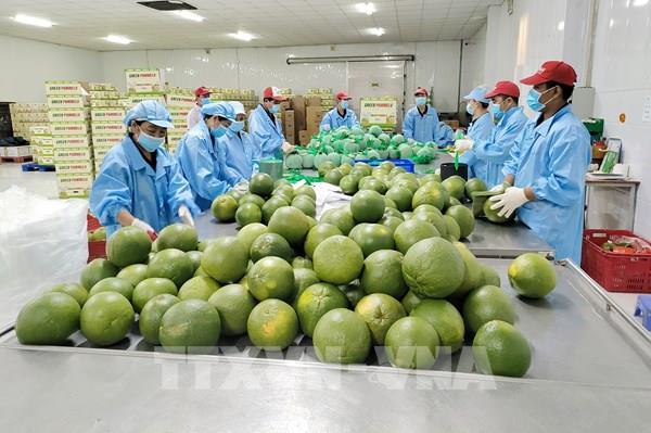 Vĩnh Long mở rộng diện tích bưởi da xanh xuất khẩu