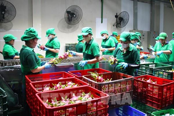 Nửa thế kỷ kiến tạo nền nông nghiệp công nghệ cao - Bài 1: Cuộc chuyển đổi chiến lược