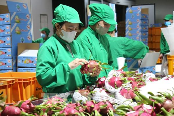 Nửa thế kỷ kiến tạo nền nông nghiệp công nghệ cao - Bài cuối: Kiến tạo trung tâm đổi mới sáng tạo nông nghiệp
